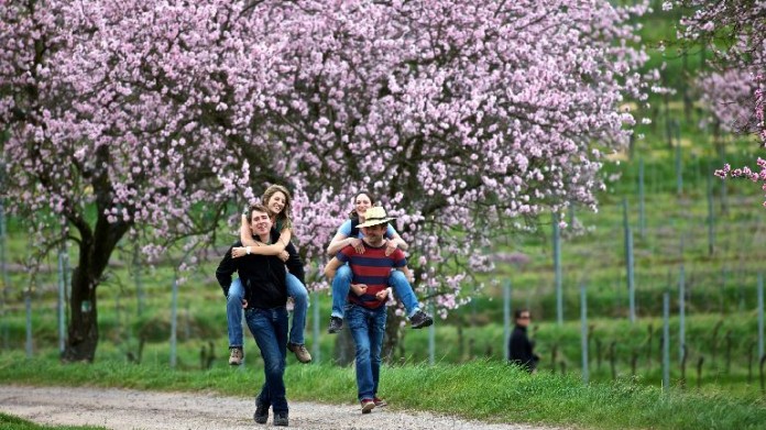 Wandern unter Mandelbäumen im Landkreis Südliche Weinstrasse